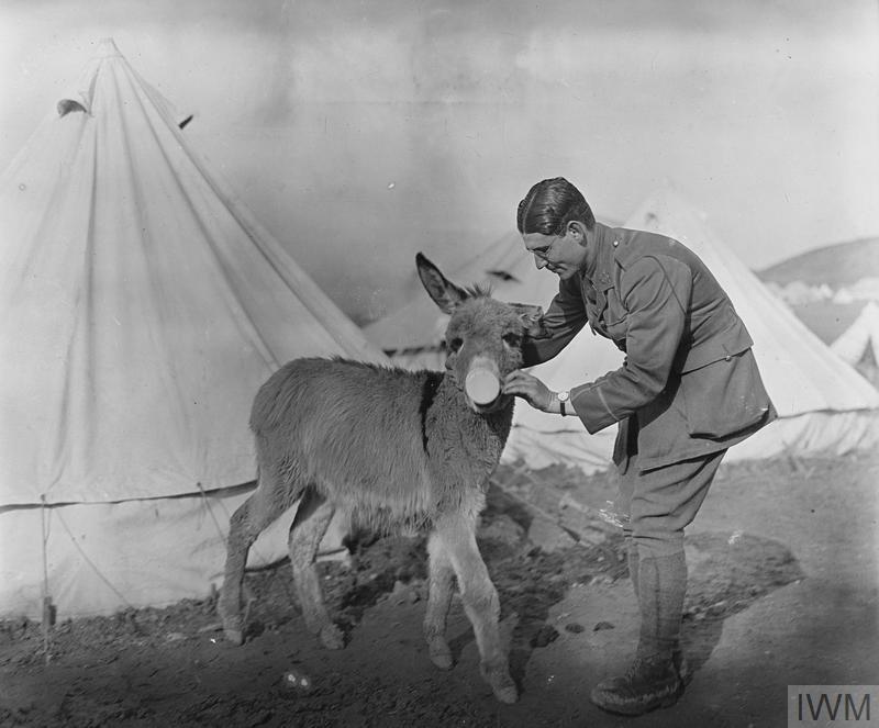 "Tiny", a small donkey found dying by the roadside by 26th Divisional Train. Aeriel Varges, 1915, © IWM (Q 31579) 